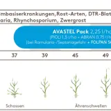 Weizen: Bekämpfung von Septoria tritici und anderen Krankheiten. Wachstumstadien von Schossen bis Ährenschieben.