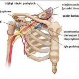 Anatomia klatki piersiowej: tętnica i żyła podobojczykowa, splot barkowy, przestrzenie międzyżebrowe. Test adsona.
