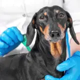 Un veterinario con guanti blu applica un antiparassitario a un cane bassotto. Protezione dai pappataci per il tuo cane.