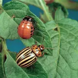 Due coleotteri dorifora su una foglia di patata. Uno è arancione con macchie nere, l'altro è giallo a strisce nere.