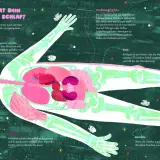 Illustration zeigt einen menschlichen Körper im Schlaf, dessen Organe und Knochen hervorgehoben sind. Schlaf ist wichtig für die Regeneration.