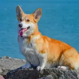 Radosny corgi o rudym futrze siedzi na kamieniach nad błękitną wodą. Jego wesoły charakter widać w wystawionym języku i bystrych oczach.