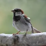 Samiec wróbla siada na gałęzi. Ciekawe, ile żyje wróbel, bo ten wygląda na młodego i pełnego życia.