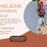 Un perro curioso intenta morder una remolacha fresca. Los perros pueden comer remolacha, pero con moderación.