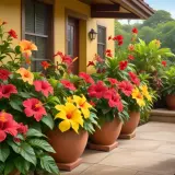 En rad krukor med färgstark hibiskus blomma i rött, gult och orange pryder en solig uteplats framför ett gult hus.