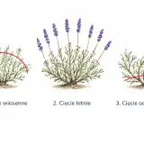Ilustracja pokazuje, kiedy przycinać lawendę: cięcie wiosenne, letnie i odmładzające.