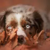 Ein Hund mit leuchtend blauen Augen versteckt sich im Herbstlaub. Er schaut neugierig hervor, als ob er gerade Eicheln sucht.