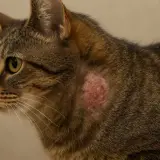 Un chat tigré présente une lésion cutanée rouge et irritée sur le flanc, ressemblant à un champignon sur la peau.
