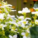 En matta av vita perenner blommar i solljus. De små, delikata blommorna med gula mittpunkter skapar en drömsk scen.