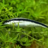 Mała rybka, przypominająca glonojada, z czarnym pasem na grzbiecie, pływa wśród bujnej, zielonej roślinności wodnej.