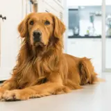 Czy golden retriever może mieszkać w bloku? Sprawdź, jak to zrobić dobrze