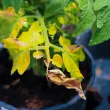 Feuilles jaunes sur une plante de tomates en pot, certaines brunies et sèches. Des tomates vertes sont visibles en arrière-plan.