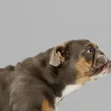 Un cachorro bulldog con orejas hacia atrás, mirando atentamente a un lado.