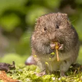 Un campagnol des champs, petit rongeur aux moustaches fines, grignote avec appétit une brindille au milieu d'une végétation luxuriante.