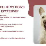 A scruffy dog licks its nose, illustrating why do dogs lick themselves. Excessive licking can signal problems like allergies or anxiety.