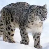 Leopardo de las nieves en la nieve, listo para cazar. Su dieta se basa en animales de montaña.
