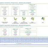 Program nawożenia borówek amerykańskich: kiedy nawozić borówki, jakie nawozy stosować w zależności od fazy wzrostu i typu plantacji.