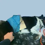 Un cane nero e bianco con un dispositivo blu sul dorso, forse per un problema al ginocchio. Una mano accarezza il suo pelo.