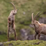 Zwei Steinbock-Tiere auf einer Bergwiese. Eines steht aufrecht, das andere geht.