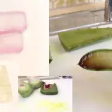 Aloe Vera wird verarbeitet. Gelber Saft tritt aus den geschnittenen Blättern aus, während das transparente Gel in Stücke geschnitten wird.