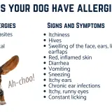 A sneezing Basset Hound with long ears flying, illustrating signs of dog skin allergies like itchiness and inflamed skin.