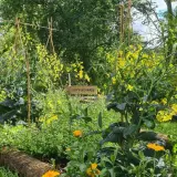 Un jardin potager luxuriant avec des fleurs jaunes éclatantes, des légumes verts et des tuteurs en bambou. Une pancarte "Compagnonnage" est visible.