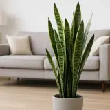 Sansewieria odmiany w donicy, z zielonymi, pasiastymi liśćmi, stoi w nowoczesnym salonie obok kanapy.