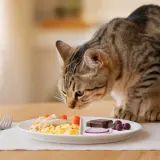 Gato atigrado olisquea un plato con huevos revueltos, zanahorias y arroz. Los gatos pueden comer arroz, pero este plato también tiene chocolate y uvas, ¡peligrosos para ellos!