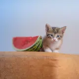 Ein süßes Kätzchen sitzt neben einem Stück Wassermelone auf einem braunen Polster.