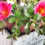 Due splendidi fiori di portulaca rosa acceso con un centro arancione brillano tra le foglie verdi succulente.