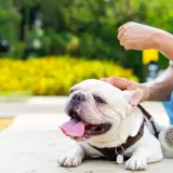 Französische Bulldogge hechelt stark, ein Zeichen für Überhitzung. Achte auf Anzeichen von **Hitzschlag Hund** und biete Wasser an.