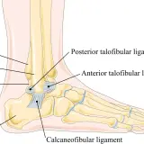 Anatomia stawu skokowego: tibia, fibula, talus, calcaneus i więzadła: anterior talofibular, posterior talofibular, calcaneofibular poniżej stawu skokowego.
