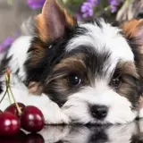 Uroczy szczeniak Biewer Yorkshire Terrier leży obok czereśni. Czy pies może jeść czeresnie? To pytanie nurtuje wielu właścicieli.
