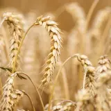 Épis de blé dorés, certains courbés, prêts pour la récolte. L'ergot du blé, une menace pour les moissons, est absent de ce champ sain.