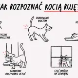 Ruja u kotki: co to, objawy, ile trwa i jak sobie radzić?
