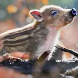 Un adorable marcassin rayé, prêt à adopter, lève son museau vers le ciel.
