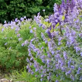 Un parterre de fleurs bleues et violettes, avec un magnifique **géranium vivace** au premier plan, sous un feuillage vert dense.