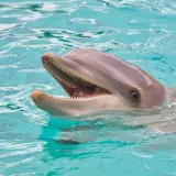 Uśmiechnięty delfin wynurza się z turkusowej wody. Poznaj fascynujące ciekawostki o ssakach morskich!