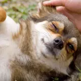 Uroczy piesek rasy chihuahua, z zamkniętymi oczami, cieszy się pieszczotami. Jego futerko jest długie i puszyste, a łapki wyciągnięte w górę. Zylexis, czuje się jak w niebie.