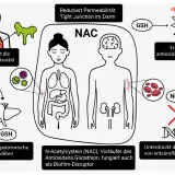 N-Acetylcystein (NAC) schützt Leber, Lunge und Darm, erhöht antioxidative Kapazität und unterdrückt Entzündungen.
