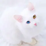 Piękny kot albinos z niebieskim i żółtym okiem, siedzący na białym tle.