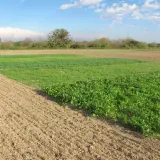 Campi coltivati con diverse specie di cover crops, alcune in pieno rigoglio verde, altre appena seminate.