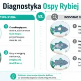 Ilustracja porównuje objawy ospy rybiej (drobne białe kropki, ocieranie się ryb) z podobnymi symptomami (pleśniawka, nadmiar śluzu), kluczowe dla ichtiologii.