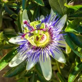 Un fiore di passiflora dai petali bianchi e blu vibranti, con un centro giallo e viola. La sua bellezza complessa fa pensare che la passiflora funziona davvero per calmare.