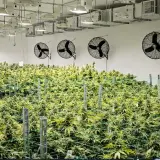Un'ampia coltivazione indoor con file di piante verdi, ventilatori a soffitto e luci.