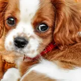 Słodki Cavalier King Charles Spaniel w jesiennych liściach. Jego oczy są jak czarne koraliki, gotowe na test Schirmera.