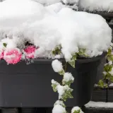 Różowe kwiaty i bluszcz w donicy, przykryte śniegiem. To widok na campanula zimowanie, gdy natura przygotowuje się do odpoczynku.