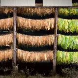 Fili di foglie di tabacco appese a seccare in un capanno, alcune verdi e altre marroni, in attesa di diventare la pianta di tabacco perfetta.