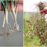 Zdrowe korzenie trawy po lewej, po prawej uszkodzona przez fytoftorozę roślina pomidora z brązowymi liśćmi i zielonymi owocami.