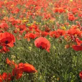 Pole czerwonych maków w pełnym rozkwicie, tworzące malowniczy krajobraz. To właśnie wtedy, kiedy kwitną maki, natura maluje najpiękniejsze obrazy.